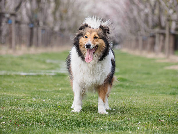 istock Purebred Shetland Sheepdog outdoors on grass meadow 519313920