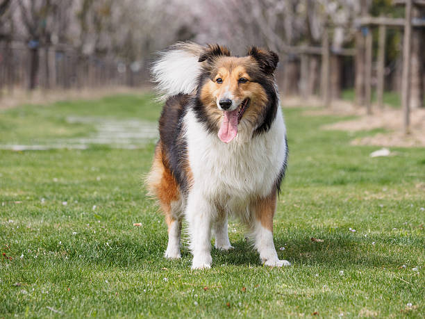 istock Purebred Shetland Sheepdog outdoors on grass meadow 519314876