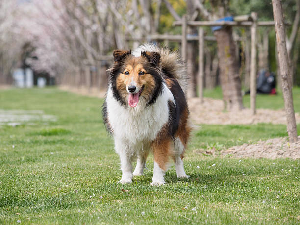 istock Purebred Shetland Sheepdog outdoors on grass meadow 519315238