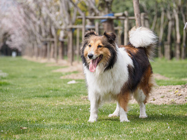 istock Purebred Shetland Sheepdog outdoors on grass meadow 519315868