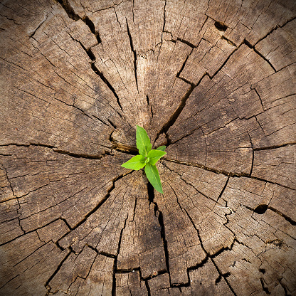 Plant Growing in Wood