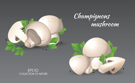 Field mushroom. Champignons. Agaricus campestris with parsley. Food and cooking collection. Vector illustration set of natural products