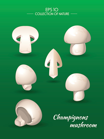 Field mushroom. Champignons. Agaricus campestris. Food and cooking collection. Vector illustration set of natural products