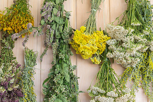 istock Herbs dried in bunches. On a wooden wall 519320444