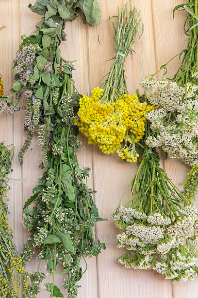 istock Herbs dried in bunches. On a wooden wall 519320548