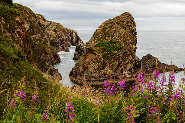 istock Bullars of Buchan Rock Stack and Flowers 519325691