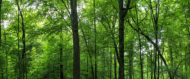 istock Huge forest panorama. Big picture of trees 519325791