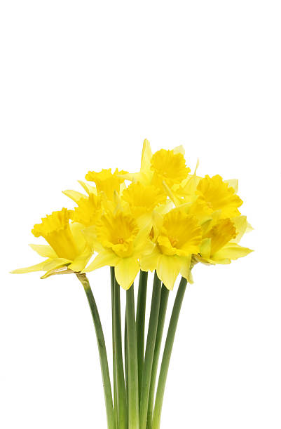 istock Spray of daffodil flowers 519325797