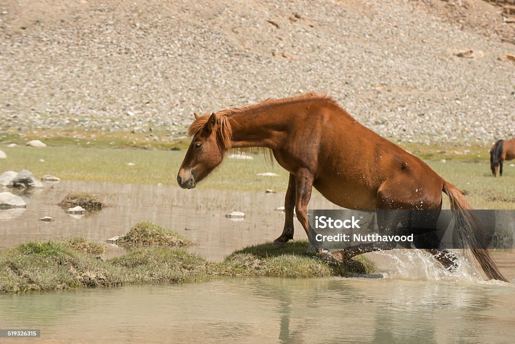 horses in nature Animal Stock Photo