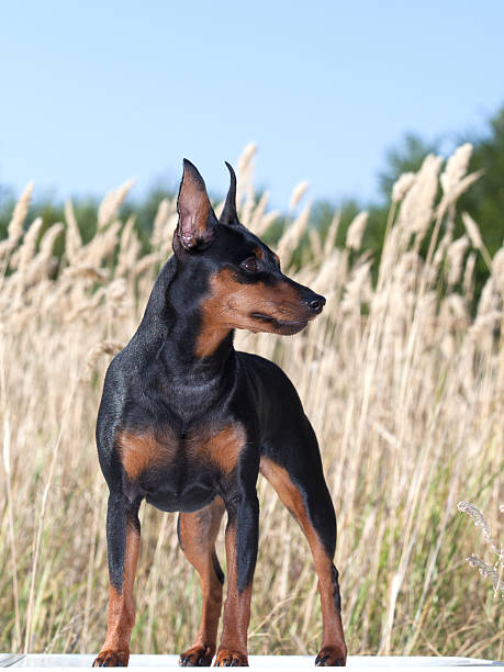 istock purebred Miniature Pinscher Dog 519326547