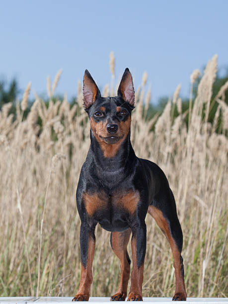 istock purebred Miniature Pinscher Dog 519326553