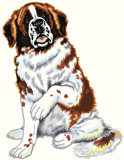 ilustraciones, imágenes clip art, dibujos animados e iconos de stock de san bernardo perro - saint bernard