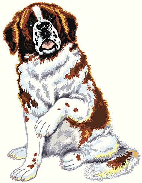 illustrations, cliparts, dessins animés et icônes de chiens saint-bernard - saint bernard