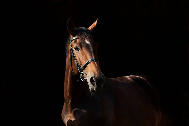 Noble horse against a black background