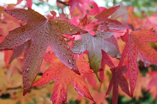 bright red leave in autumn of the liquid amber tree, commonly called american sweet gum