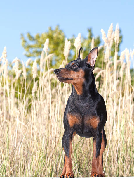istock purebred Miniature Pinscher Dog 519327655
