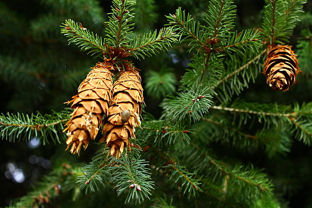 pine na árvore - pine seeds - fotografias e filmes do acervo