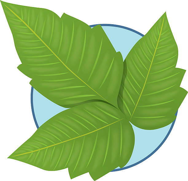природа plant ядовитый плющ - backgrounds ivy leaf green stock illustrations