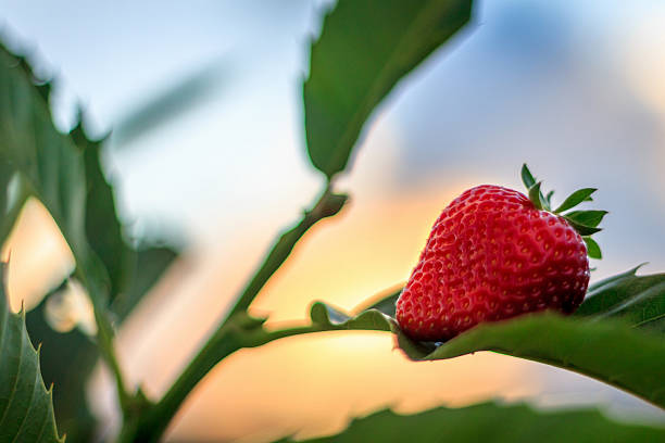 strawberry stock photo