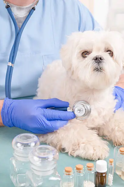 Vet checking a little Maltese dog with a stethoscope