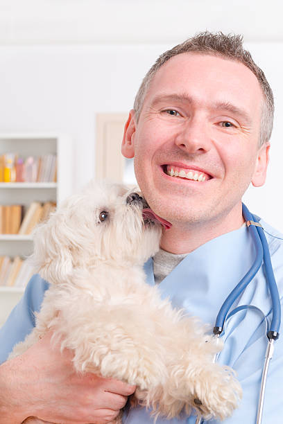 istock Happy vet holding a little dog 519330416