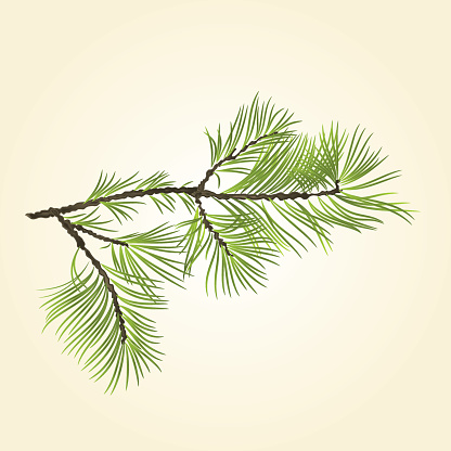 Branch Pine conifer natural background vector illustration