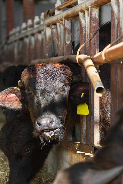 istock black cow closeup on a farm 519330938