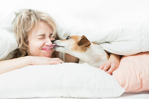 istock Dog bites the girl's nose. 519332170