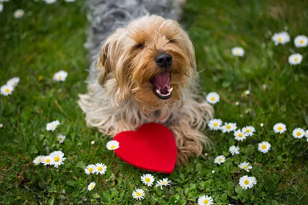 friend, day, dog, heart, valentine, love, sweet, holiday, red, romance, puppy, pet, adorable, white, lover, funny, date, cute, bouquet, flower, february, animal, graduation, birthdays, happiness, canine, gifts, doggy, looking, background, humor, honeymoon, mothers day, beautiful, romantic, valentines day