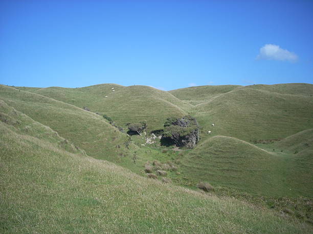 istock Rural New Zealand 519333830