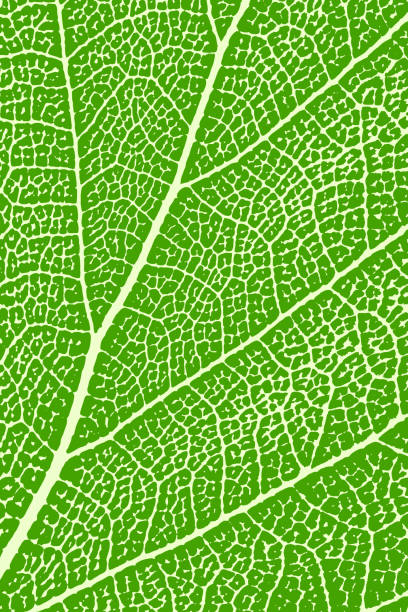 зеленый лист крупным планом. макро листьев. фон, векторный рисунок - leaf vein stock illustrations