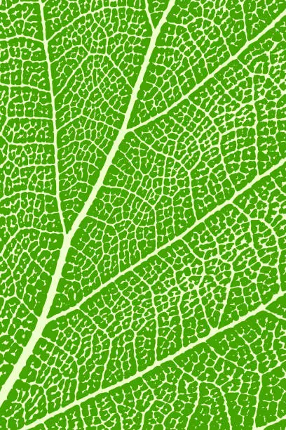 Vector illustration of Green leaf close up. Leaf macro. Background, vector illustration