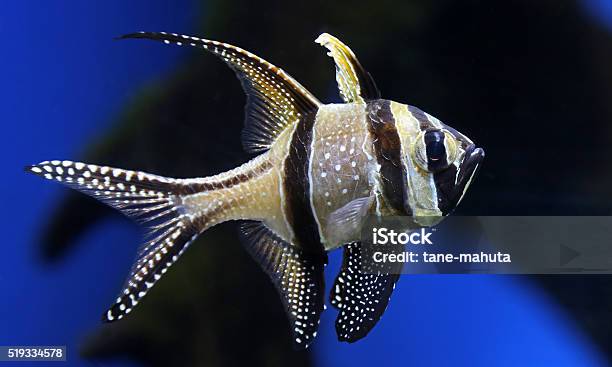 Closeup View Of A Banggai Cardinalfish Stock Photo - Download Image Now - Banggai Cardinalfish, Animal, Animal Fin