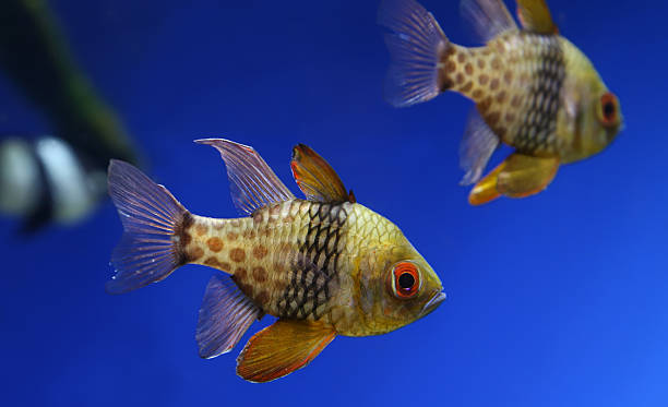 istock Close-up view of a pajama cardinalfish 519334684