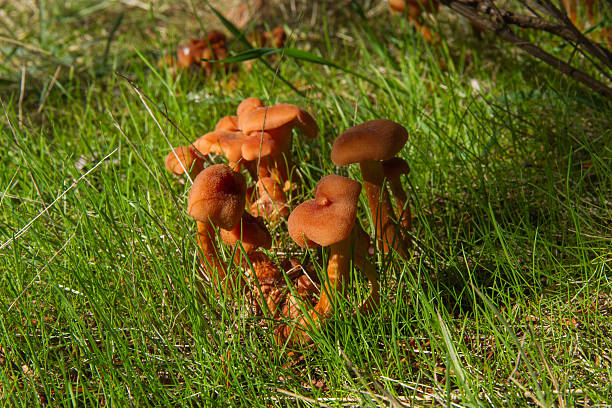 Colony of Mushrooms Laccaria Laccata Colony of mushrooms Laccaria laccata among the grass, in a pine forest  -  Colonia de Setas  Laccaria laccata entre hierba, en un pinar laccata stock pictures, royalty-free photos & images