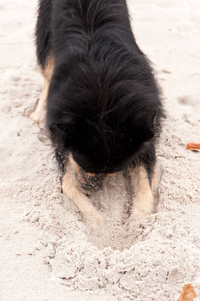 istock Playing dog on the Baltic Sea beach 519338594