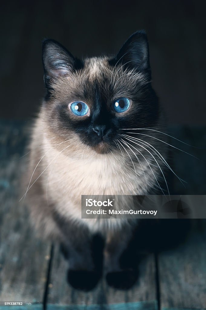 cat with big blue eyes Very large overweight siamese cat on a pink and yellow background with blue eyes slightly crossed dirty cleaning nose with tongue Animal Stock Photo