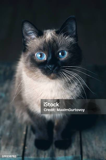 Cat With Big Blue Eyes Stock Photo - Download Image Now - Animal, Autumn, Bizarre