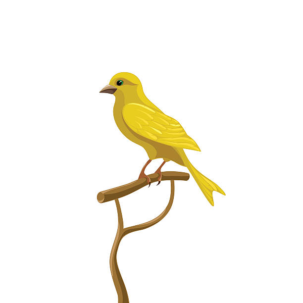 желтая канарейка - vibrant color birds wild animals animals and pets stock illustrations