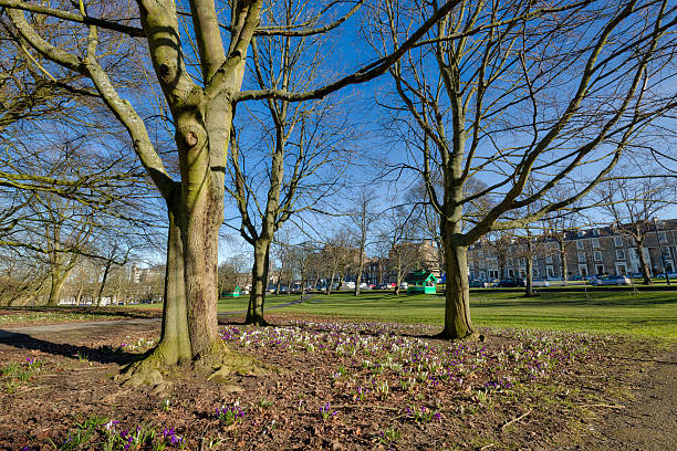 istock Harrogate Yorkshire England Uk city spring scene 519339090