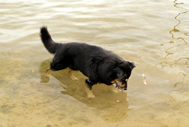 istock Dog in a Lake 519339392