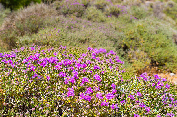 istock Wild thyme on greek island 519339678