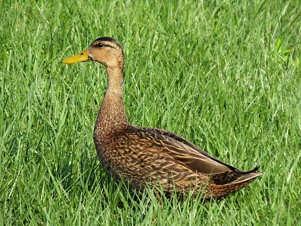 mottled duck (anas fulvigula) - gevlekte eend stockfoto's en -beelden