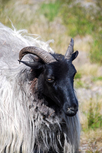 istock Sheep in Lueneburg Heath 519339878