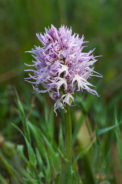 istock Common Spotted Orchid - Dactylorhiza fushsii 519339954