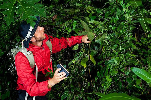 Traveller search and explore through tropical rain forest - Fieldwork Biology scientist searching for new species - fieldwork in the jungle.