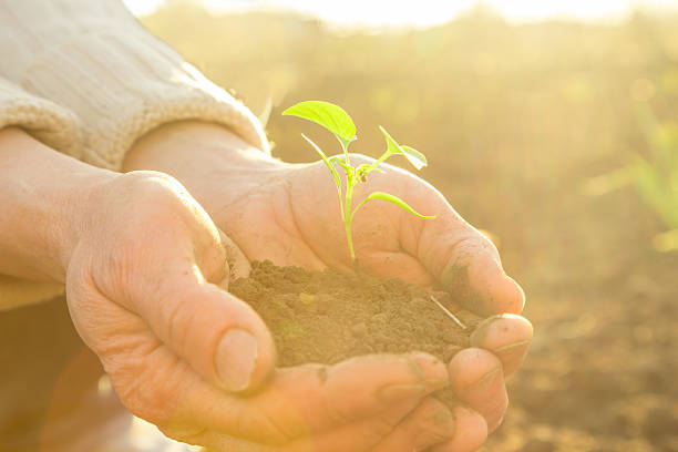 istock Old Peasant Hands holding green young Plant in Sunlight Rays 519340500