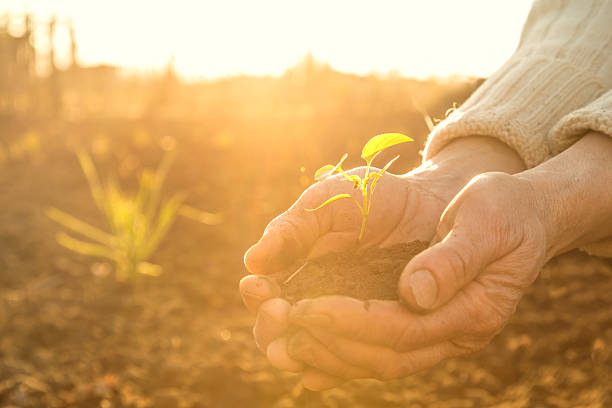 istock Old Peasant Hands holding green young Plant in Sunlight Rays 519340604