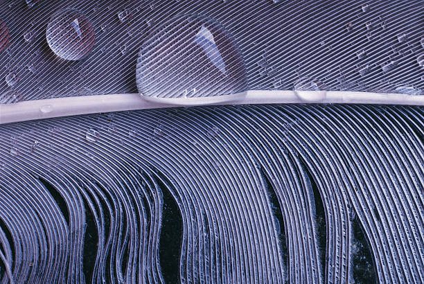Water drops on grey feather waterfowl