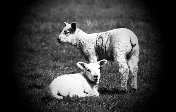 istock pair of baby lambs 519342936